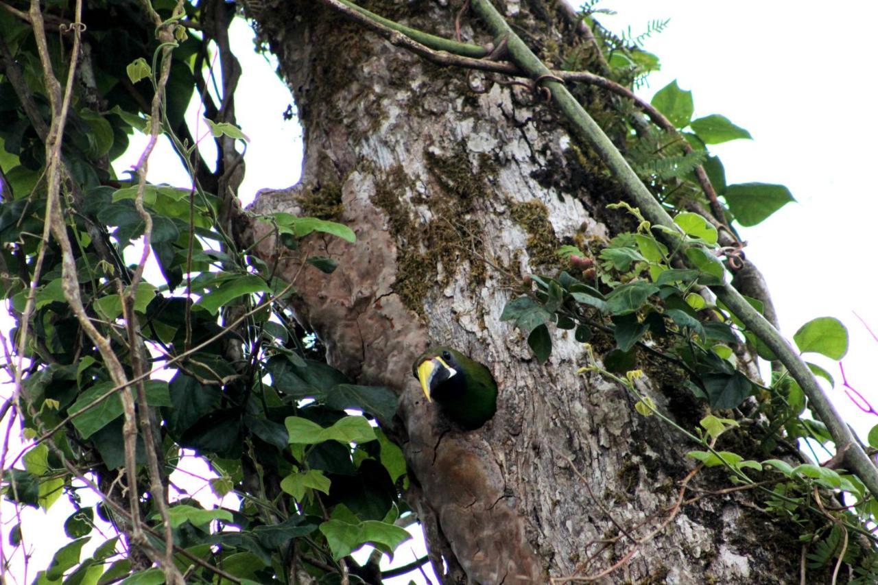 Hotel Bosque Verde Lodge Monteverde Zewnętrze zdjęcie