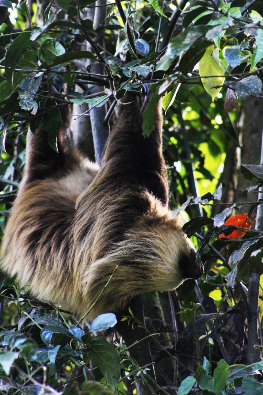 Hotel Bosque Verde Lodge Monteverde Zewnętrze zdjęcie