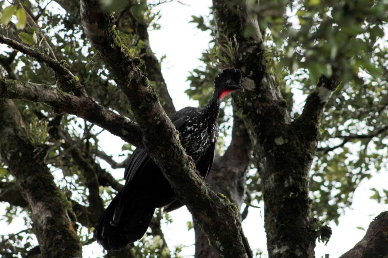 Hotel Bosque Verde Lodge Monteverde Zewnętrze zdjęcie