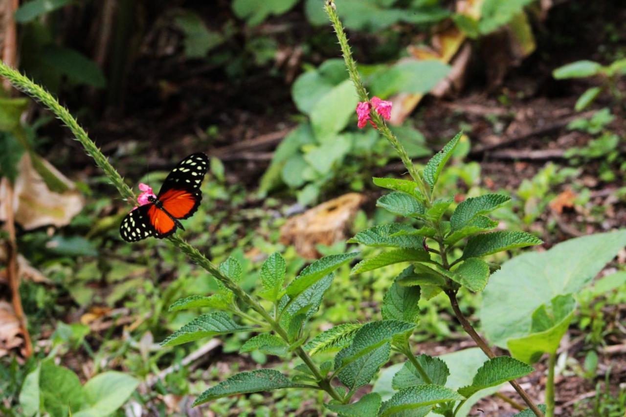 Hotel Bosque Verde Lodge Monteverde Zewnętrze zdjęcie