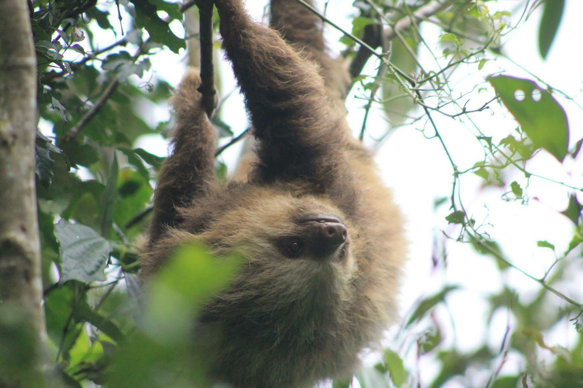 Hotel Bosque Verde Lodge Monteverde Zewnętrze zdjęcie