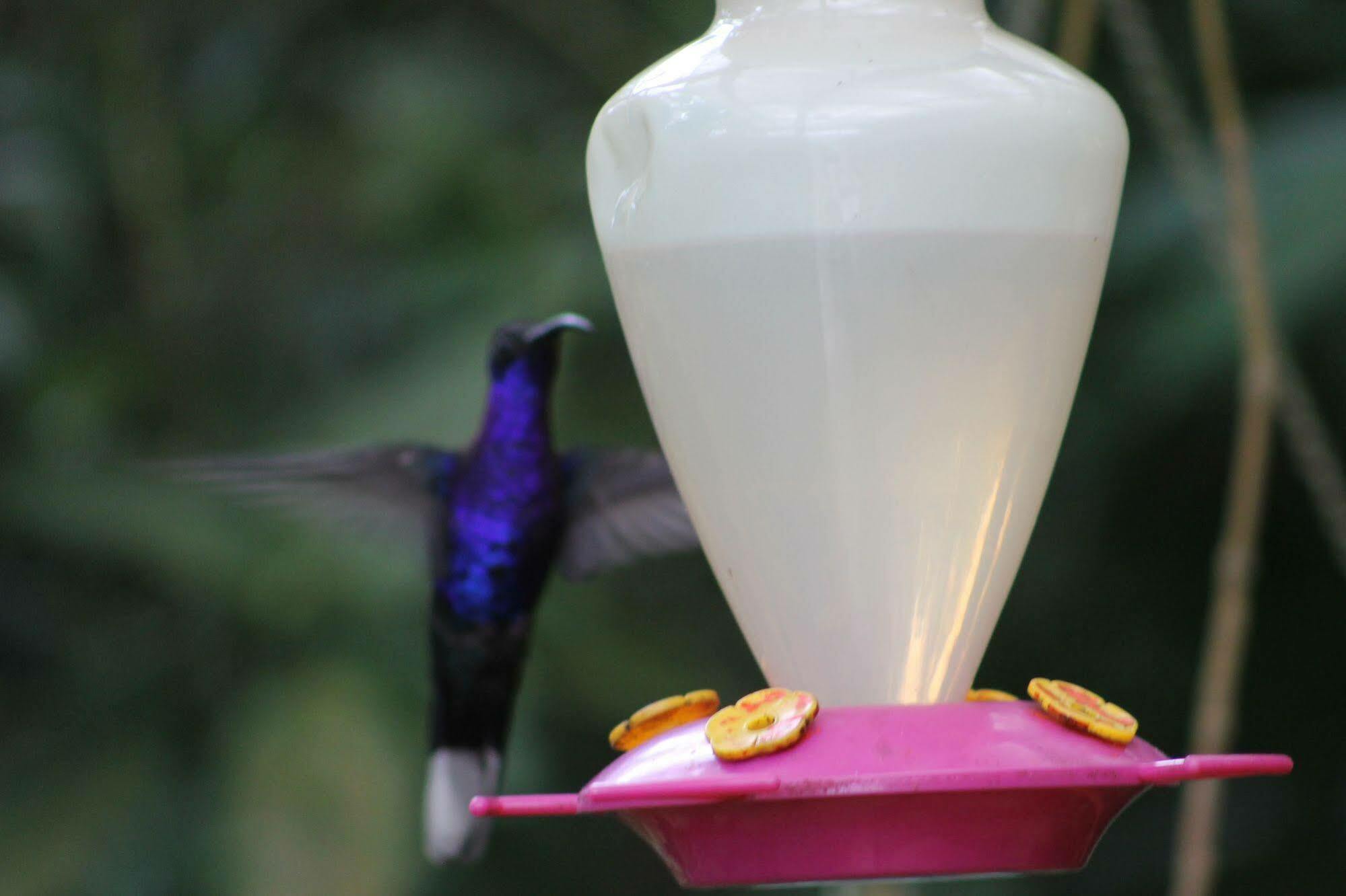 Hotel Bosque Verde Lodge Monteverde Zewnętrze zdjęcie