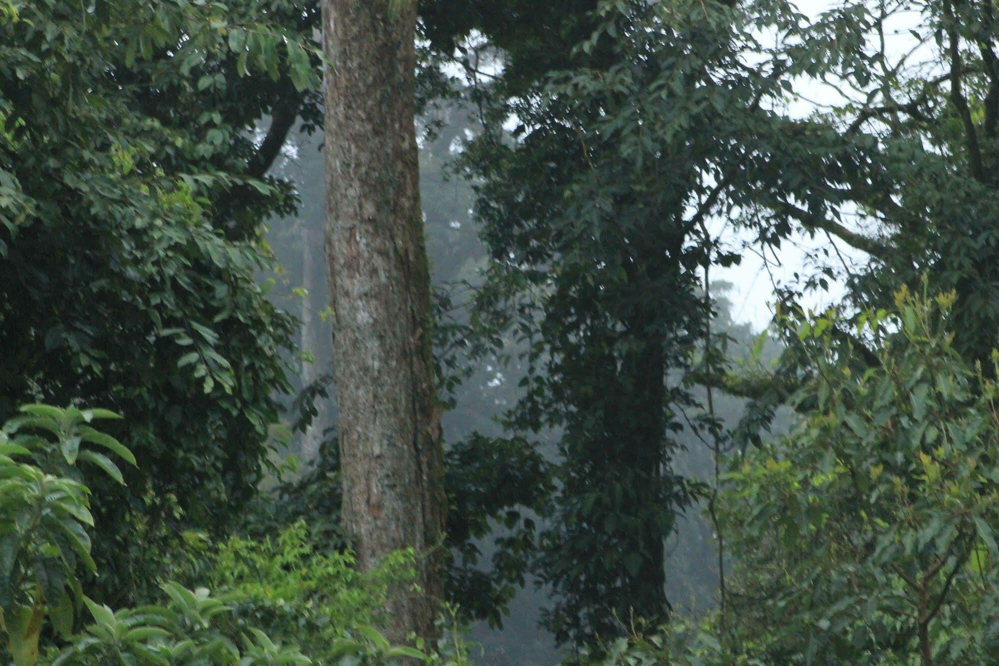 Hotel Bosque Verde Lodge Monteverde Zewnętrze zdjęcie